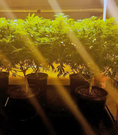 Семена сорта Northern Lights fem (Vision Seeds)