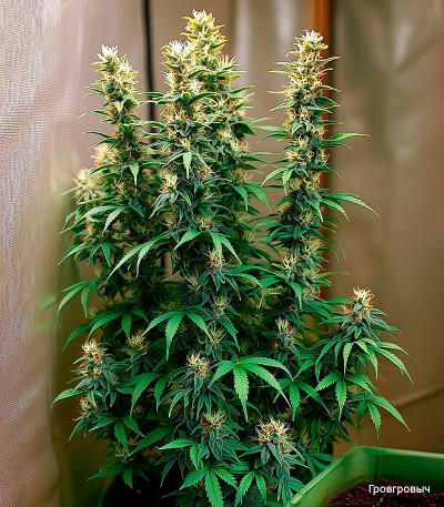 Семена сорта Gorilla Auto fem (Семяныч)