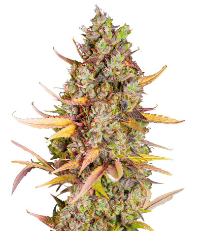 Семена сорта Wedding Cheesecake FF fem (FastBuds)