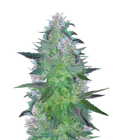 Семена сорта Crystal Queen fem (Vision Seeds)