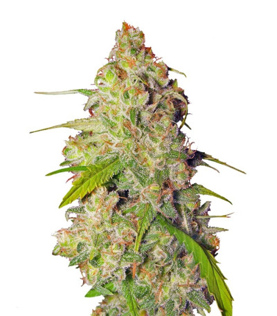 Семена Gagarin Haze шишки