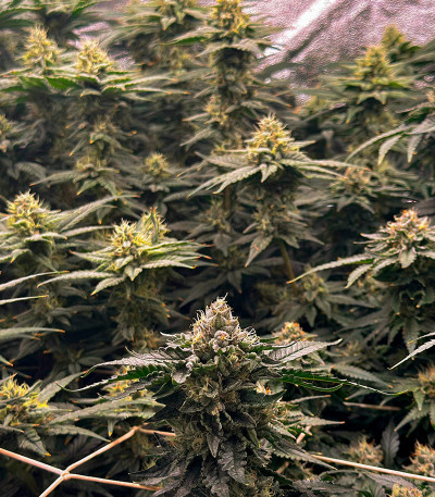 Семена сорта DDoS #33 fem (Herbies Seeds)