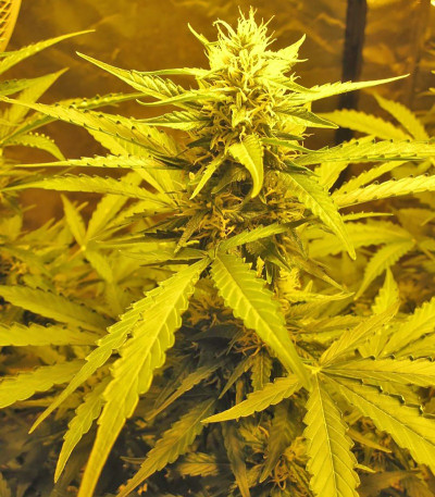 Семена сорта Devotchka Auto fem (Doctor’s Choice)
