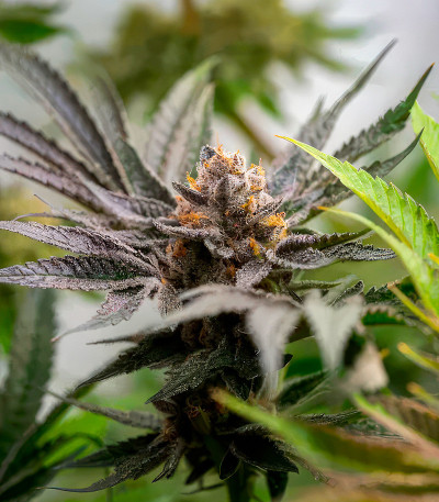 Семена сорта Frosted Fujis fem (Compound Genetics)