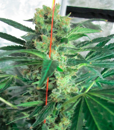 Семена сорта Spiritual Punk fem (Samsara Seeds)