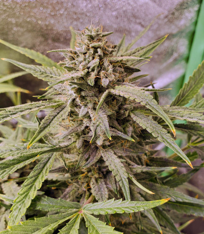 Семена сорта Wedding Cake Auto fem (Barney's Farm)