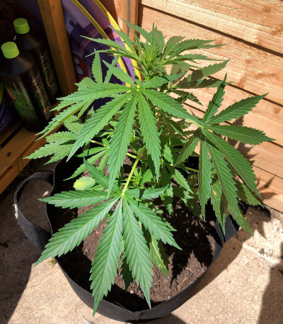 Семена сорта Auto Northern Lights XXL fem (00 Seeds)