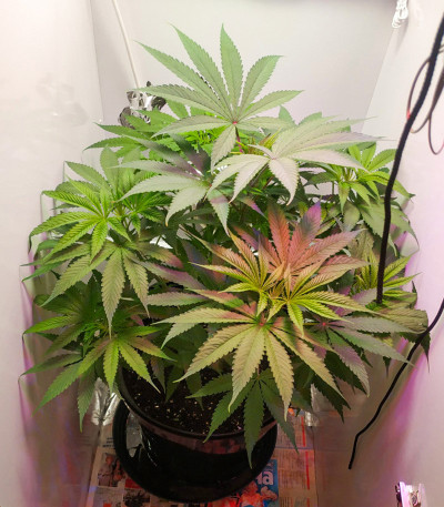 Семена сорта Chocobang fem (Delicious Seeds)