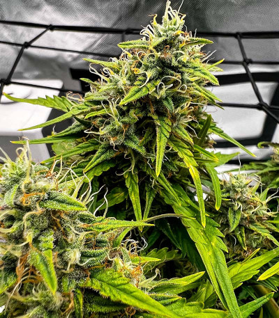 Семена сорта Jealousy fem (7CH American)