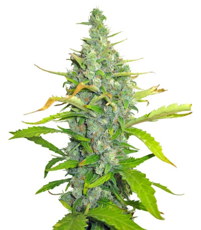 Семена сорта Skunk + (Power Skunk) fem (Kannabia Seeds)