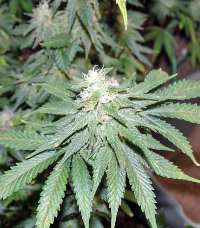 Семена сорта Afghan Kush X Yumbolt fem (World of Seeds)