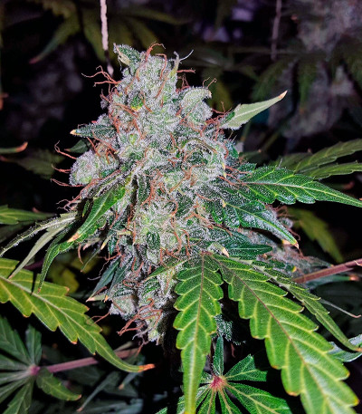Семена сорта Auto White Widow fem (Pyramid Seeds)