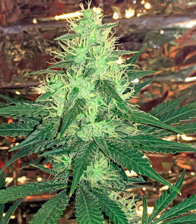 Семена сорта Critical Cheese fem (Dinafem Seeds)