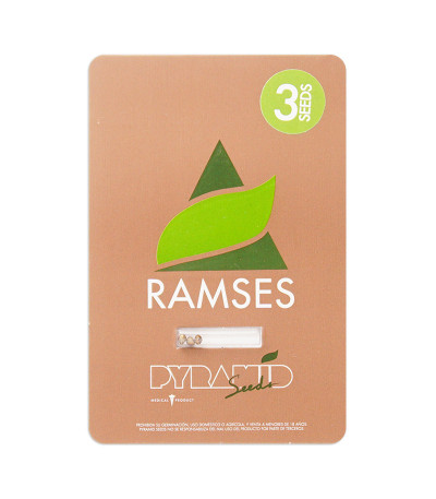 Семена сорта Ramses fem (Pyramid Seeds)