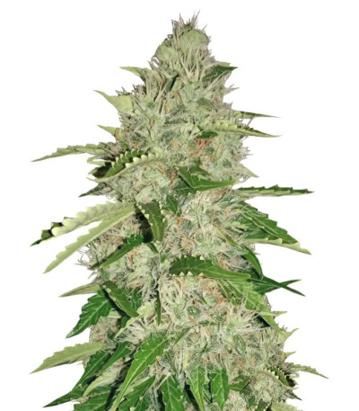 Семена сорта Nefertiti fem (Pyramid Seeds)