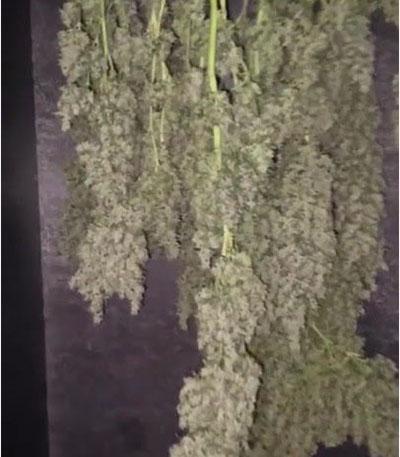 Семена сорта Auto Tutankhamon fem (Pyramid Seeds)