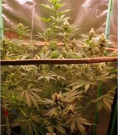 Семена сорта Caramelo Early Version fem (Delicious Seeds)