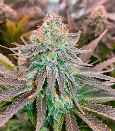 Семена сорта Cookies Purple Punch fem (Medical Seeds)