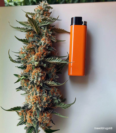 Семена сорта Amnesia Lemon Auto fem (Семяныч)