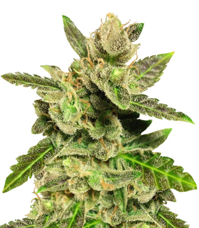 Семена сорта Jock Horror reg (Nirvana Seeds)