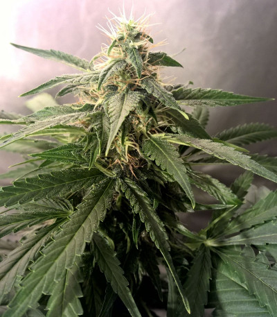 Семена сорта Lemon Kush fem (Female Seeds)