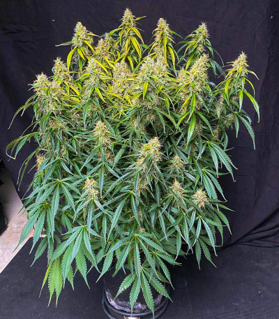 Семена сорта Mexican Airlines Auto fem