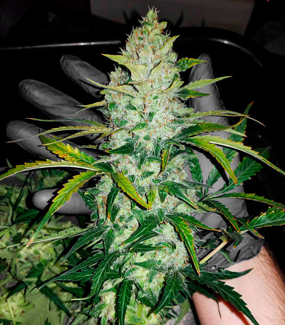 Семена сорта White Widow Auto fem (Семяныч)