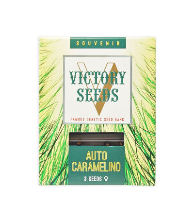 Семена сорта Auto Caramelino fem (Victory Seeds)