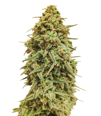 Семена сорта Wedding Cake fem (Семяныч)