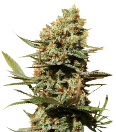 Семена The Edge шишки