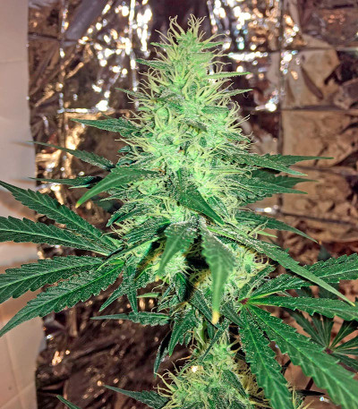 Семена сорта Critical Cheese fem (Dinafem Seeds)
