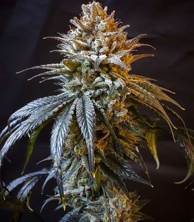 Семена сорта ETHOS Apex F1 reg (Ethos Genetics)