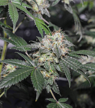 Семена сорта Euforia reg (Dutch Passion)