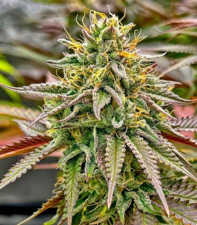 Семена сорта Insane OG Strain