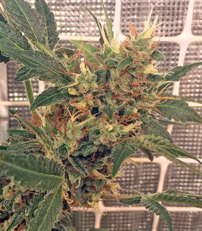 Семена сорта Kali Mist reg (Serious Seeds)