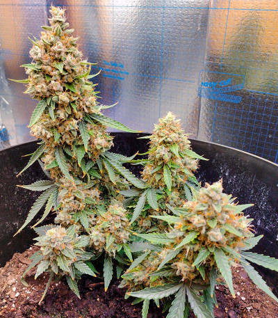 Семена сорта Northern Lights Auto fem (Herbies Seeds)