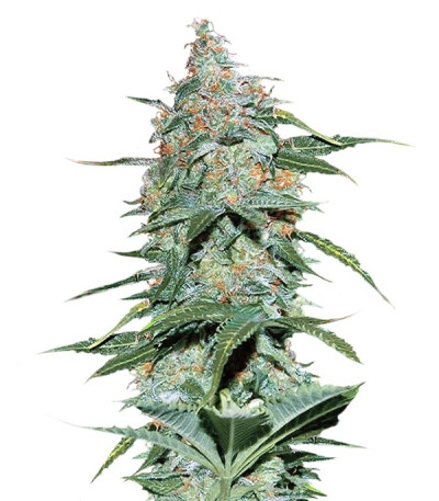 Семена сорта Amnesia Ryder Auto fem (World of Seeds)