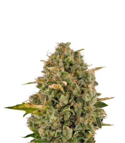 Семена сорта Royal Moby fem (Royal Queen Seeds)