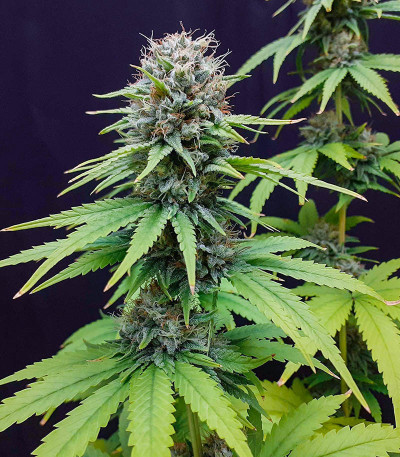 Семена сорта Auto CBG-Force fem (Dutch Passion)