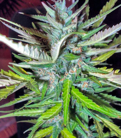 Семена сорта Auto Afghan Mass fem (00 Seeds)