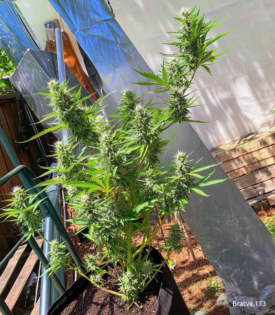 Семена сорта Gelato Auto fem (FastBuds)