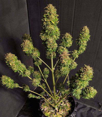 Семена сорта CBD Auto White Widow fem (Dutch Passion)