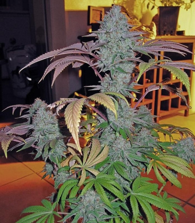 Семена сорта Cataract Kush fem