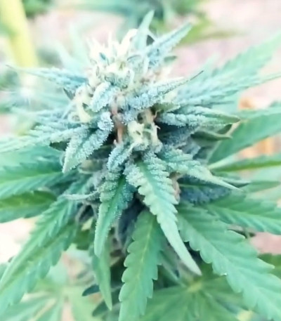 Семена марихуаны Marmalate Early Version