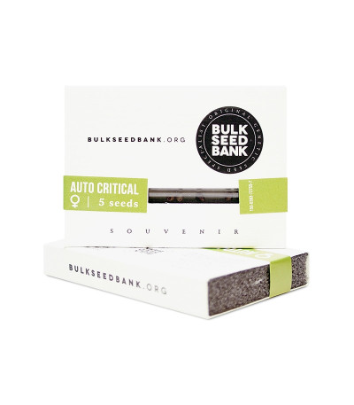 Семена сорта Auto Critical fem (Bulk Seed Bank)