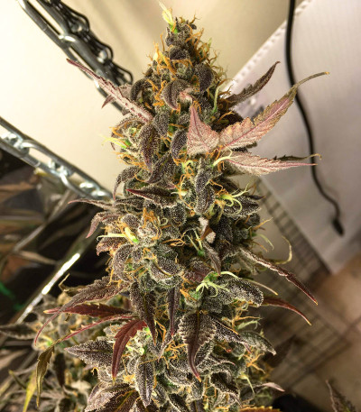 Семена сорта Auto Orange Bud fem (Dutch Passion)