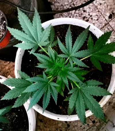 Семена сорта Critical Chronic fem (Sumo Seeds)