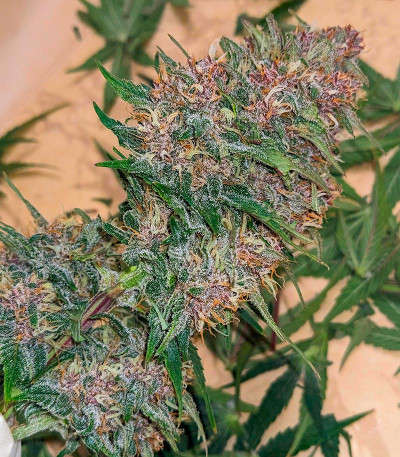 Семена сорта Diablo Rojo XL Auto fem (Sweet Seeds)