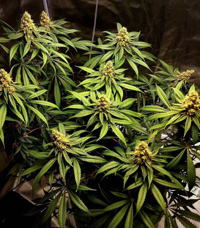 Семена сорта Dozy Sith fem (AlphaFem Seeds)