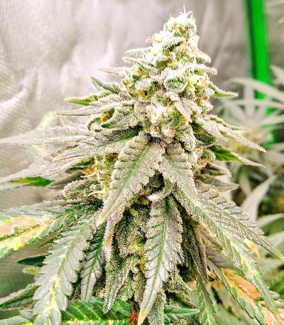 Семена сорта Fat Banana fem (Royal Queen Seeds)